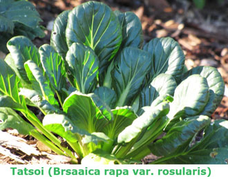 tatsoi