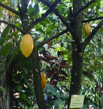 Theobroma cocoa plant with pods
