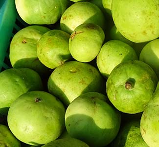 Tinda gourd (Indian squash) nutrition facts and health ... Tinda gourd (Indian squash) nutrition facts and health ...