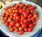 Fresh tomatoes in a basket