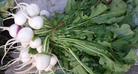turnips tops in a market
