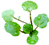 watercress