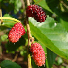 white or chinese mulberry