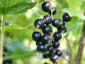 Blackcurrants