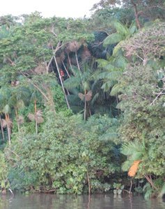 acai-palm harvesting-amazon forest