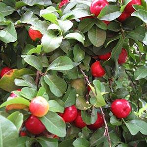 Barbados Cherry Tree