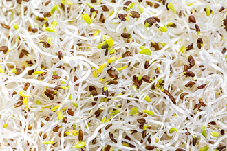 alfalfa sprouts