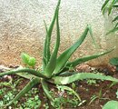 aloe-vera plant