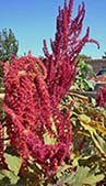 amaranth seedhead