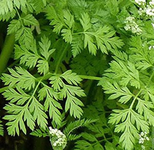 chervil