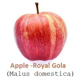 Gala Apple Information and Facts
