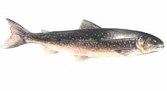 Arctic Char Nutrition Facts And Health