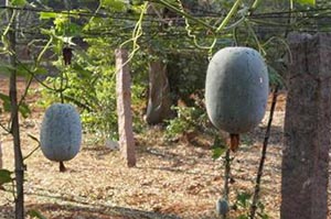 Ash gourd in pole grown