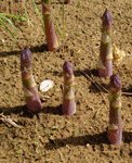 asparagus shoots