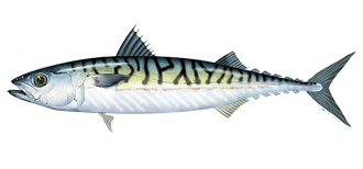 Atlantic mackerel