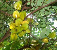 Averrhoa carambola