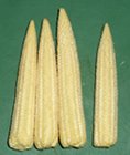 babycorn cobs