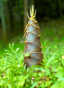 bamboo shoot