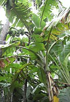 banana plant