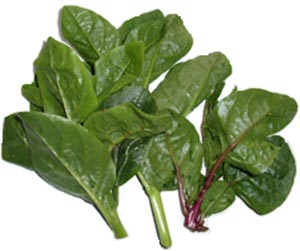 malabar spinach