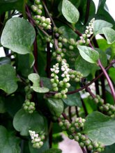 basella -malabar spinach