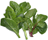 basella- vine or malabar spinach