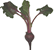 beets