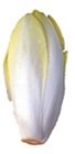 belgian endive also known as witloof