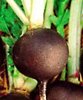 black spanish radish