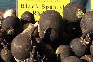 Black spanish radishes