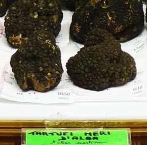 Black perigord truffle