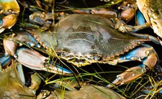 Blue crab-Callinectes sapidus