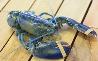 blue lobster