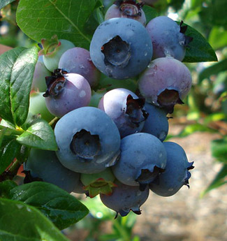 Blueberries