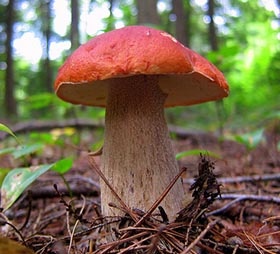 Boletus edulis