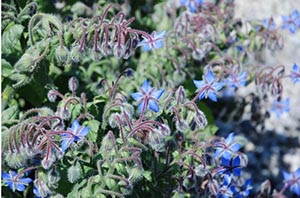 borage flowers