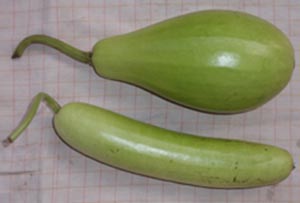 Bottle gourd -calabash