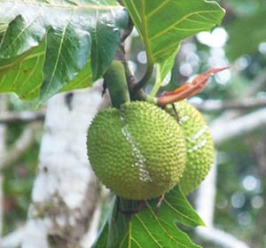 breadfruit