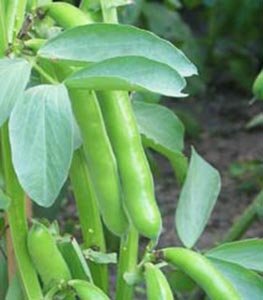 broad beans 
