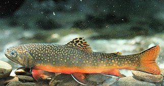 Brook trout