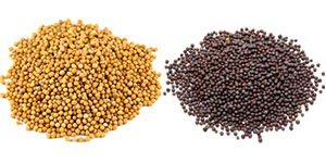 Yellow-and-brown mustard seeds