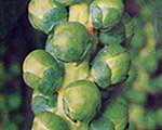 Brussels sprouts