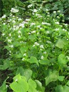 Buckwheat, Fagopyrum esculentum