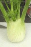 bulb fennel1