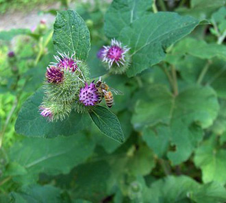 burdock plant (Arctium lappa)