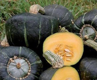 buttercup squash