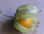 cape gooseberry