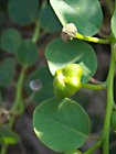 capers buds in caper bush