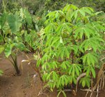 cassava and taro