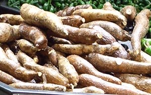 cassava